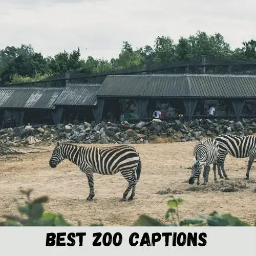 best zoo captions