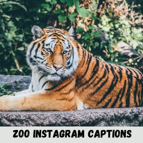 zoo instagram captions