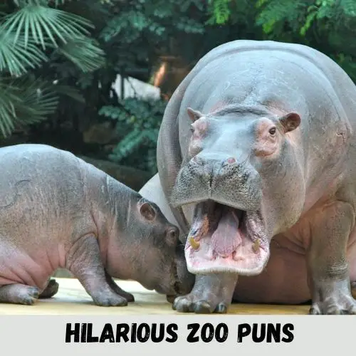 hilarious zoo puns