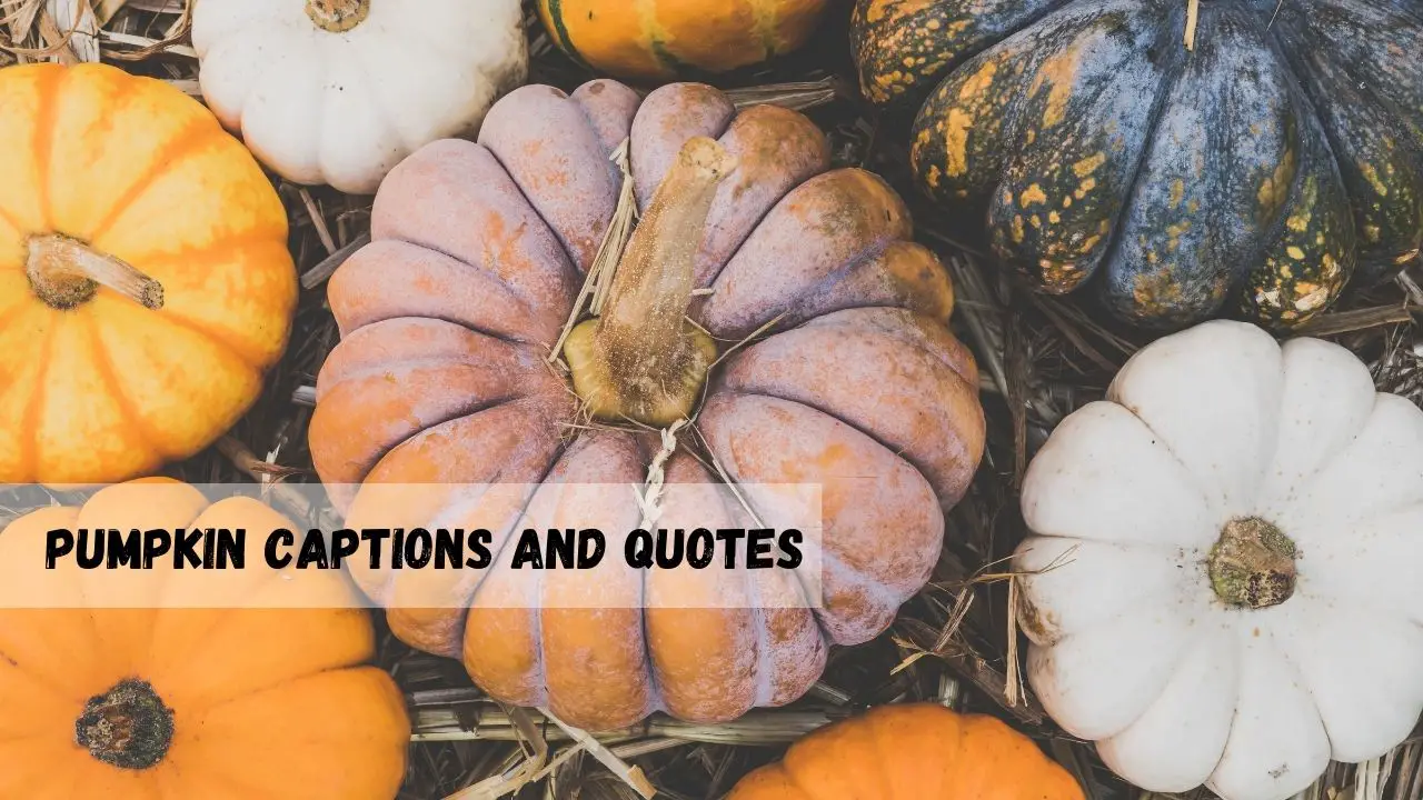 pumpkin captions and quotes