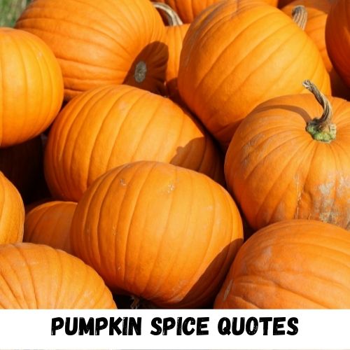 pumpkin spice quotes