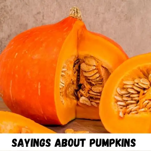 sayings about pumpkins