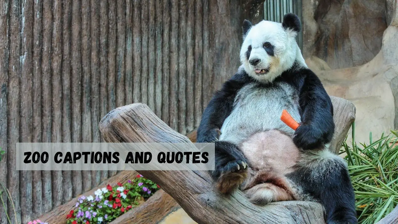 zoo captions and quotes