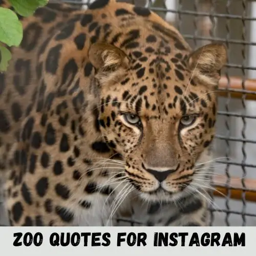 zoo quotes for instagram