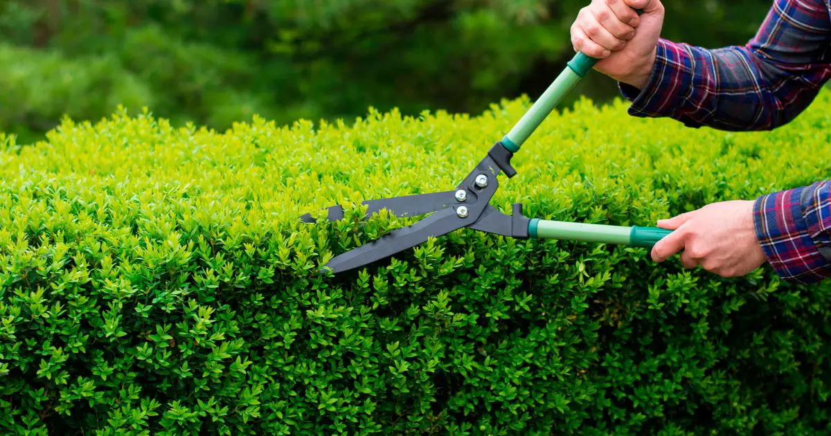 The little known gardening rules where you could be breaking the law