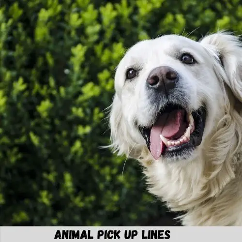 96+ Animal Pick Up Lines To Help You Get A Date 1