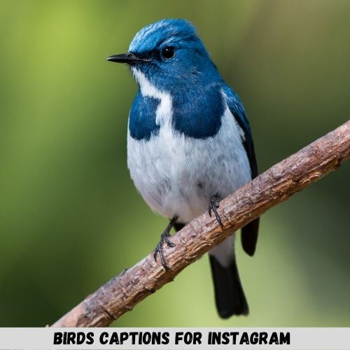 Birds Captions for Instagram
