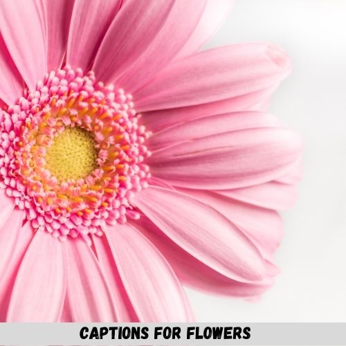 Captions For Flowers