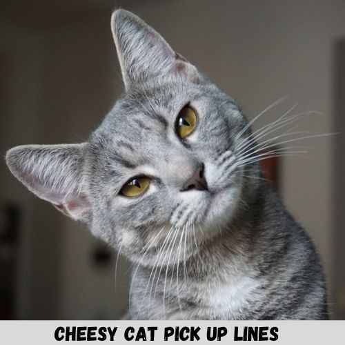 cheesy cat pick up lines