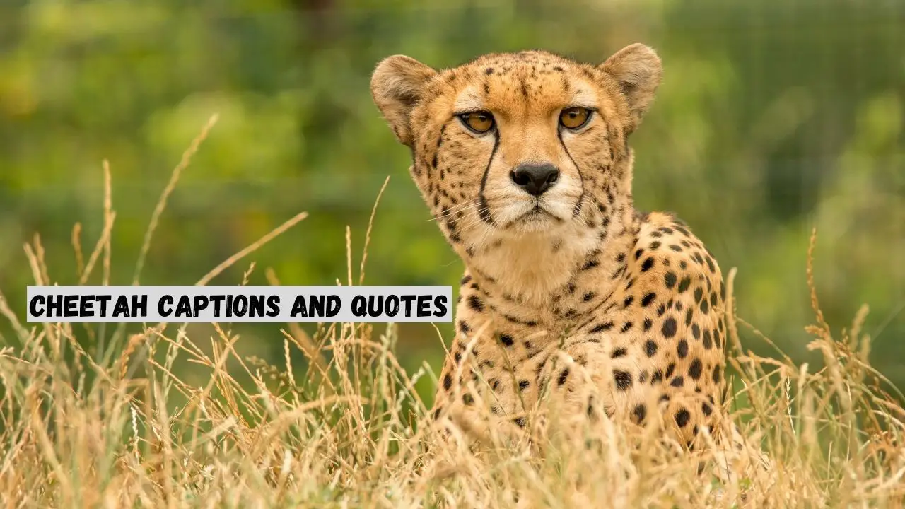 cheetah captions