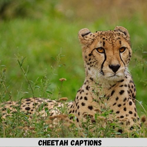 Cheetah captions