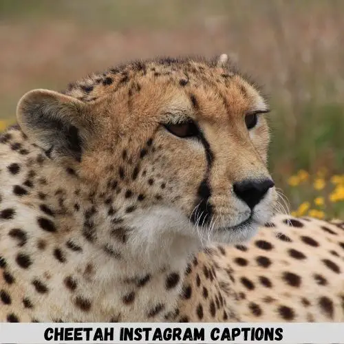 Cheetah Instagram Captions