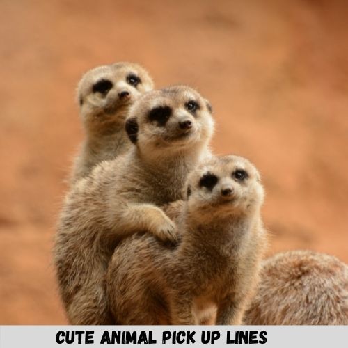 Cute Animal Pick Up Lines