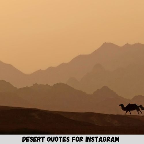 Desert Quotes For Instagram