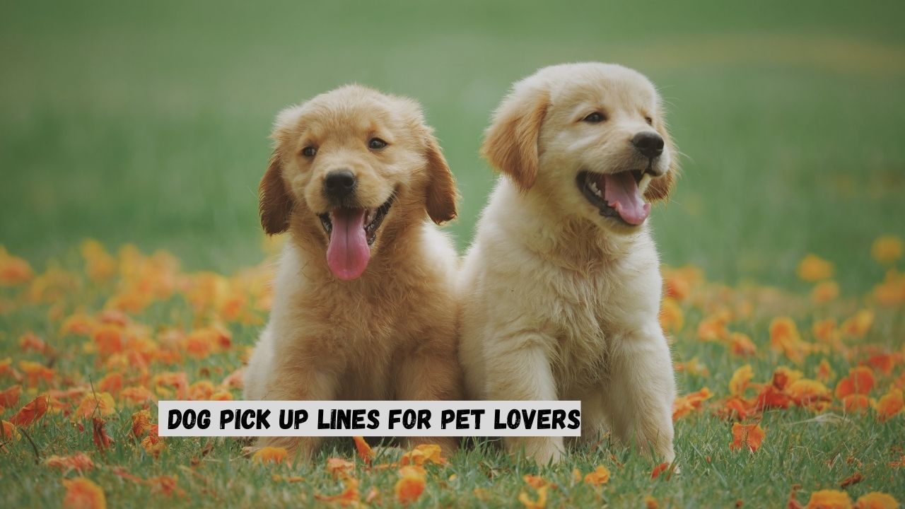Pick Up Lines About Dogs