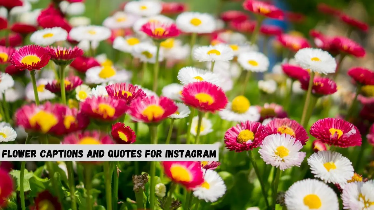 Flower Captions and quotes