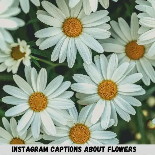 Instagram Captions About Flowers