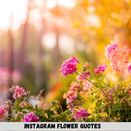 Instagram Flowers Quotes