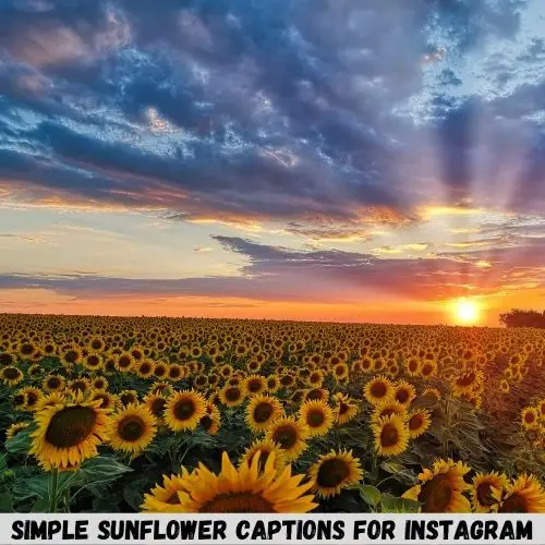  simple sunflower captions for Instagram
