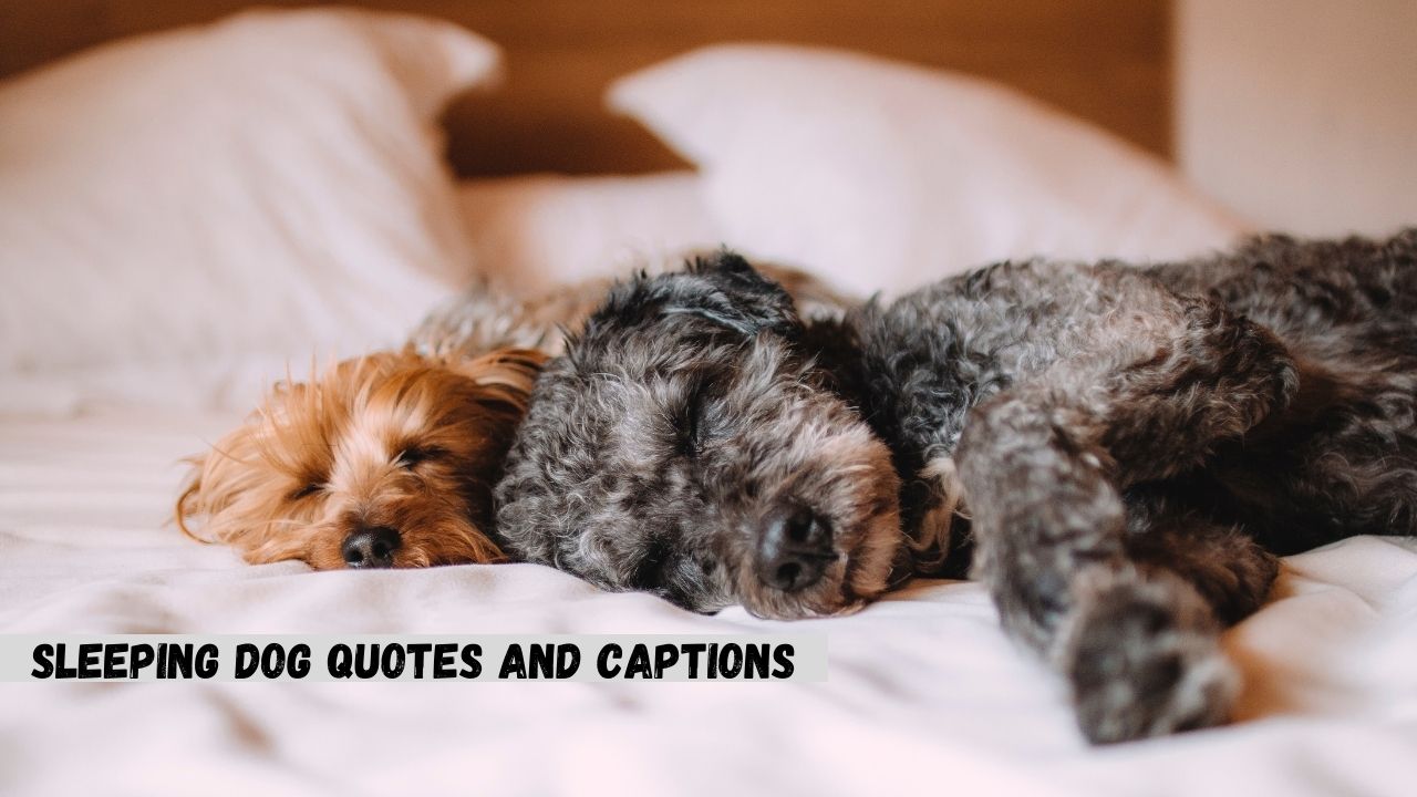 85+ Sleepy Dog Quotes & Captions For Instagram 1
