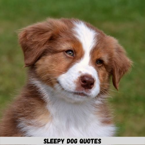 Sleepy Dog Quotes