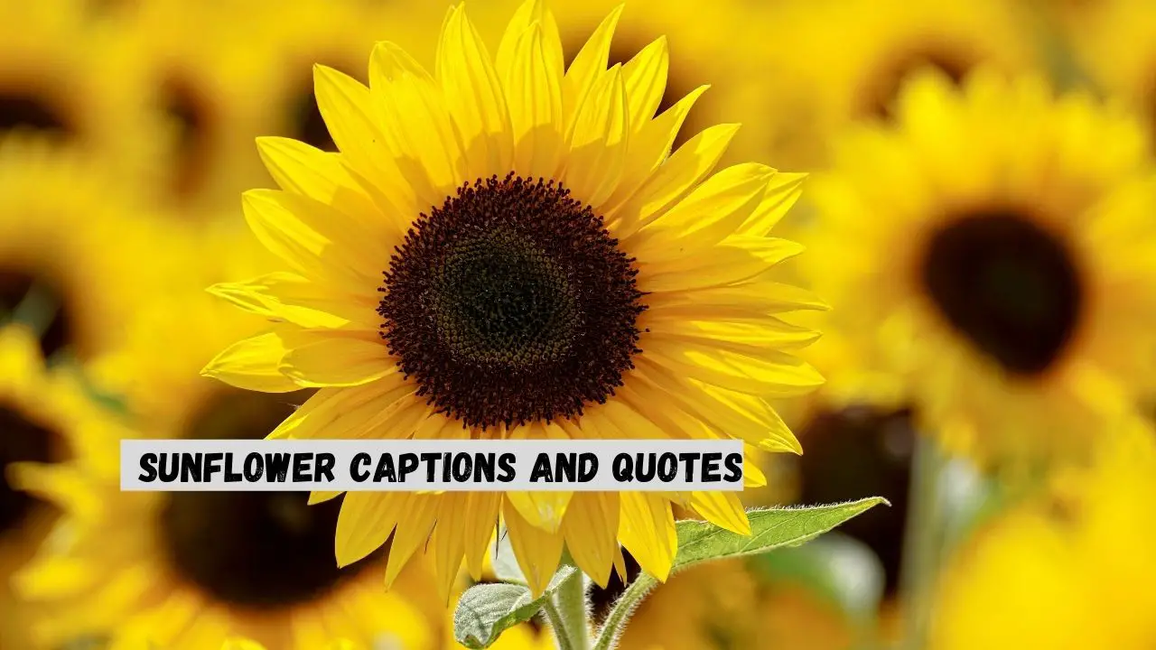 sunflower captions and quotes
