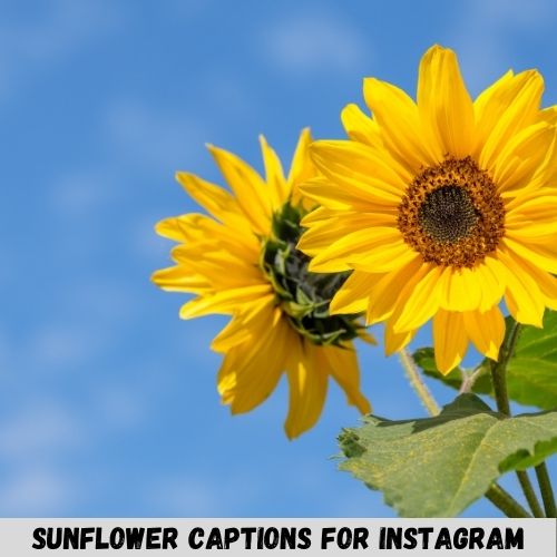 sunflower captions for instagram