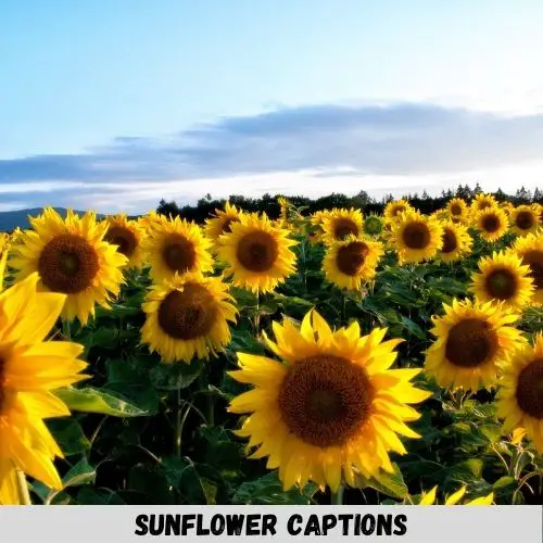 sunflower captions