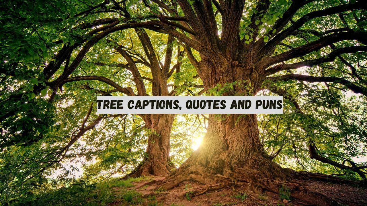 tree quotes, tree captions, tree puns