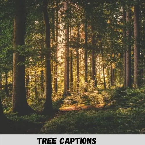 67+ Tree Quotes For Instagram | Captions & Puns 1