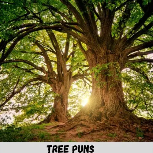 tree puns captions