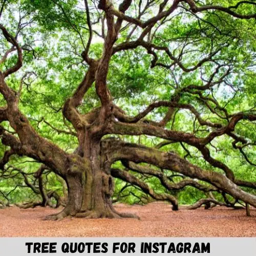 tree quotes for instagram