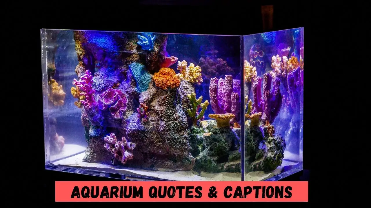 Aquarium Quotes & Captions