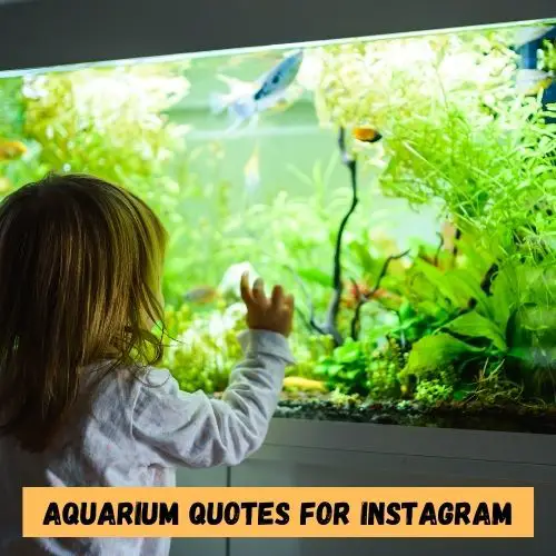 Aquarium Quotes for Instagram
