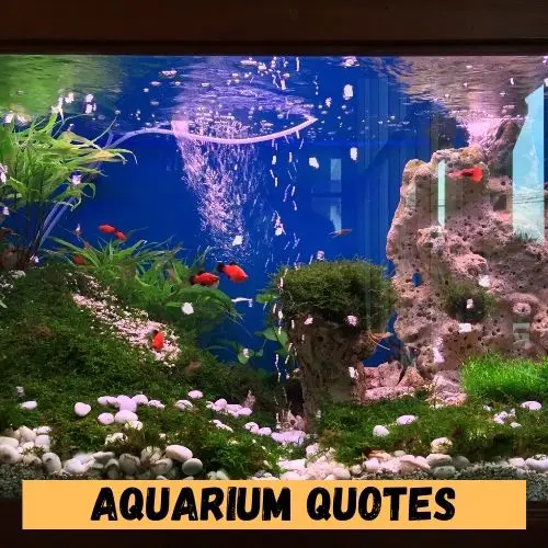 Aquarium Quotes