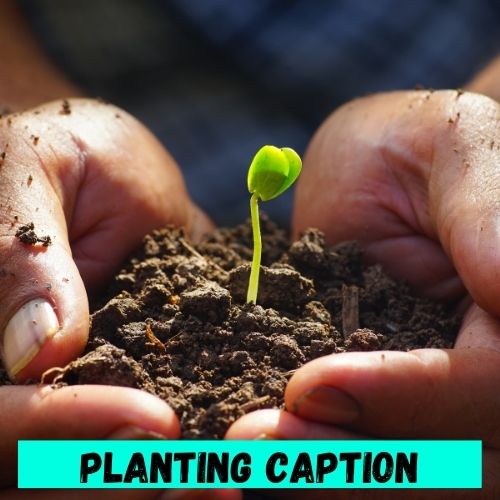 Planting Captions
