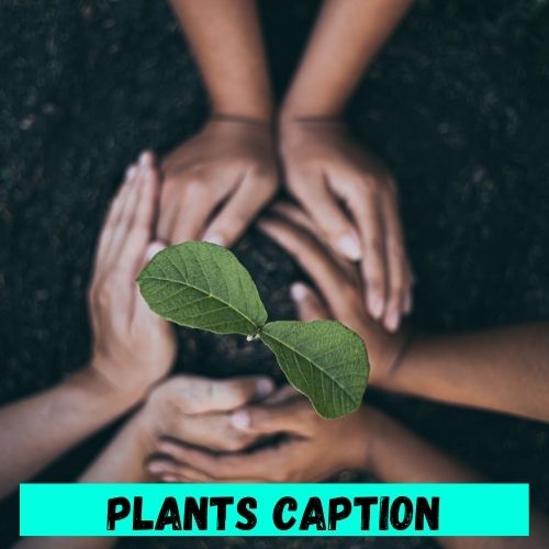 Plants Captions
