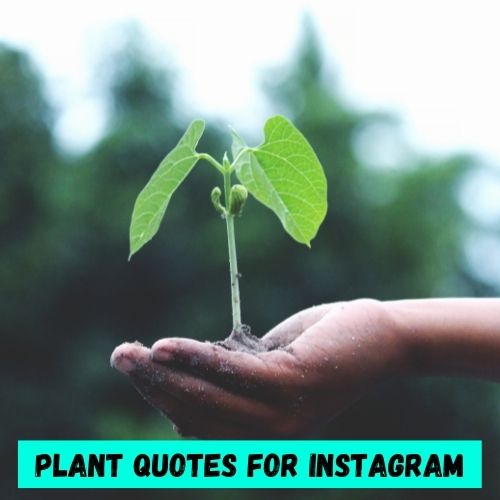 plants quotes for instagram