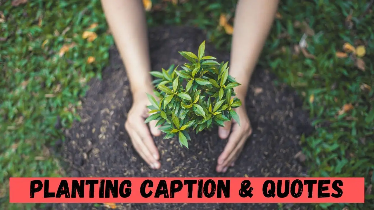 Planting Caption & Quotes