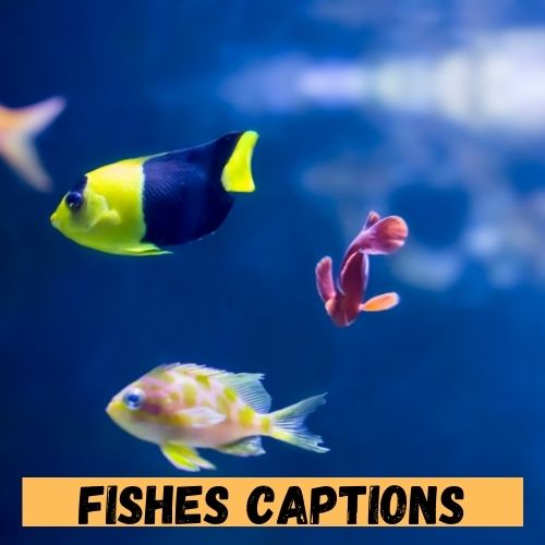 Fishes Captions