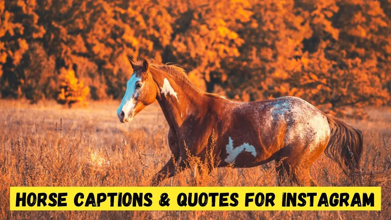 Horse Captions & Quotes for Instagram