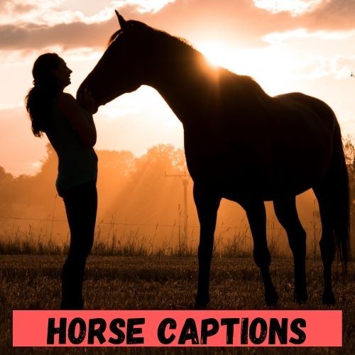 horse caption
