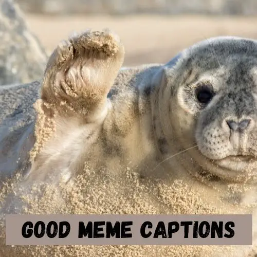 Good Meme Captions