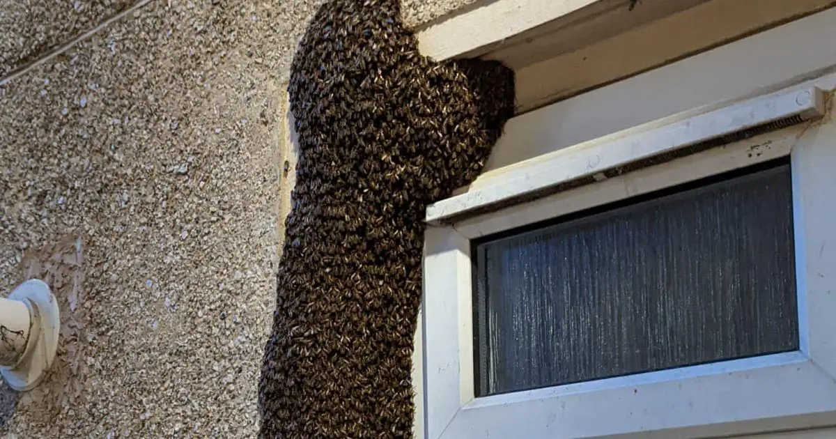 Mum living in fear as 'tornado' of bees swarms outside her council flat