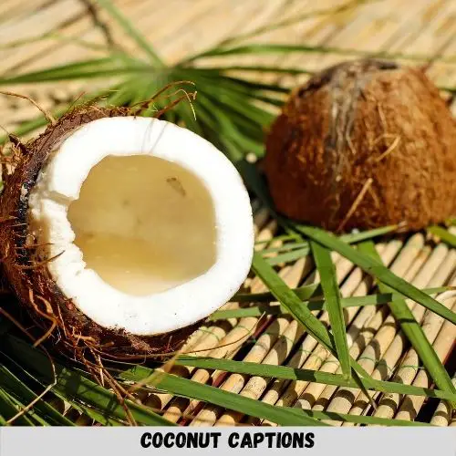 Coconut Captions