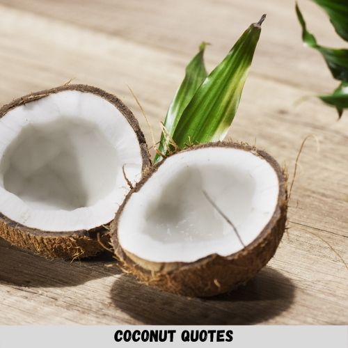 Coconut Quotes