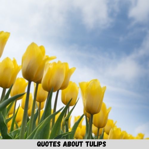 Quotes About Tulips
