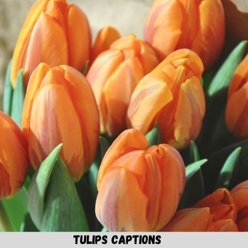 tulips Captions