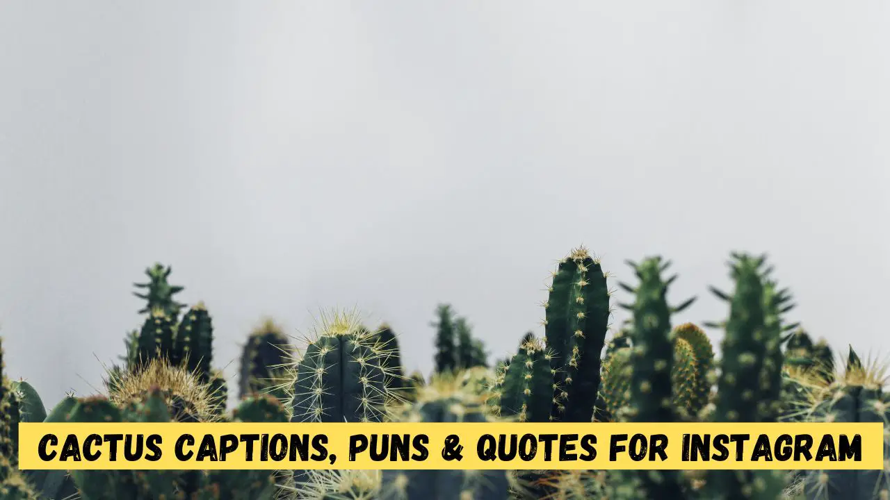 Cactus Captions, Puns & Quotes for Instagram