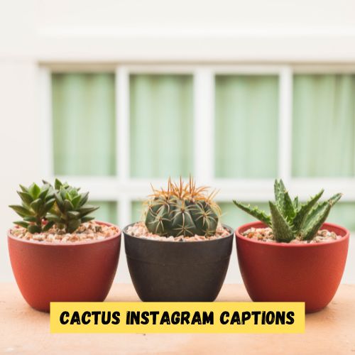 Cactus Instagram Captions